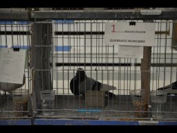 Concurso de Palomas 2012